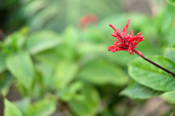 Original red flower on a long stem, soft blurred floral empty space.