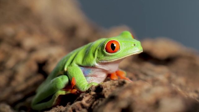 Green tree frog reptile close up. Exotic amazon jungle rain frog with bright green skin and big red eye. Close up frog sitting on a log. 