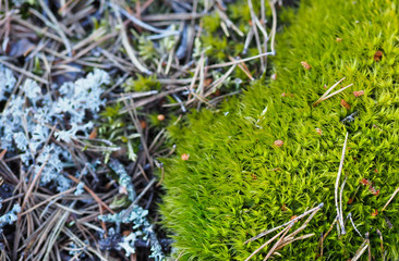 Northern Scandinavian moss close-up