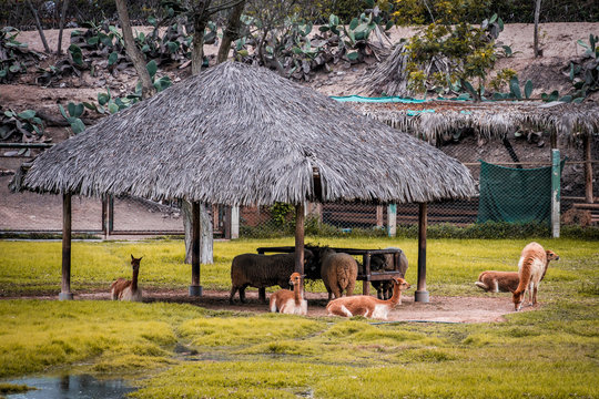vicu&ntilde;as llamas y m&aacute;s animales en zool&oacute;gico peruano
