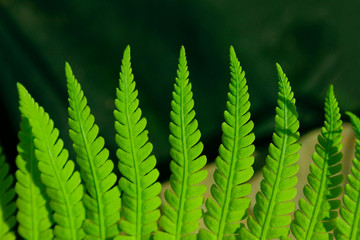  Green Leaves Background, Close Up. Beautiful Nature Background. Green Leaves, horizontal l shot.