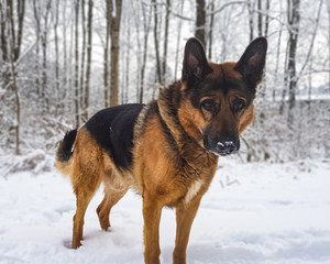 Dog in snow