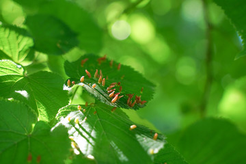 tree leaves affected by aphids. Insect pests and tree deseases. Organic food and agriculture.