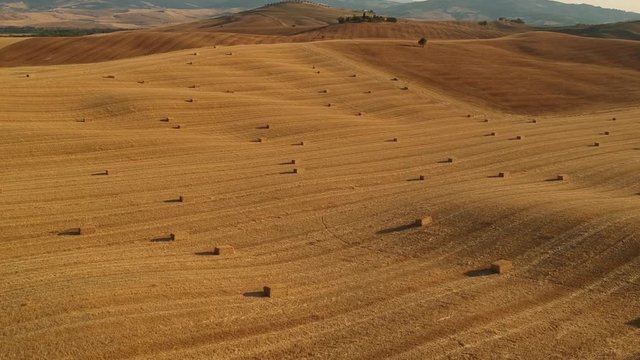 Veduta aerea di un campo di grano d'estate in Val d'Orcia, Toscana