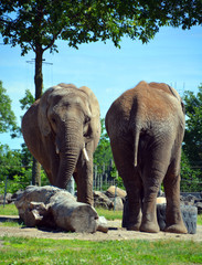 African elephants are elephants of the genus Loxodonta. The genus consists of two extant species:...