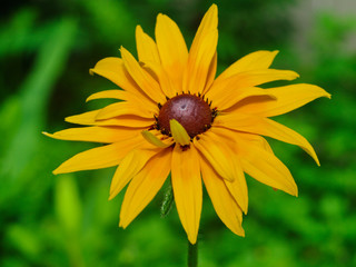  yellow rudbeckia flower on a blurred green background