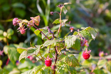 Ripe red berries of the forest raspberry on the branch close-up.