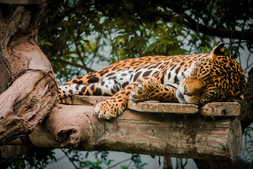 tigre durmiendo en parque zoológico  © KAMES STUDIO