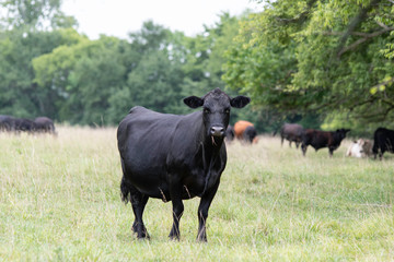 Black Angus cow in summer southern pasture with herd