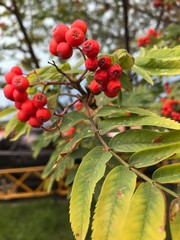red berries of viburnum on branch
