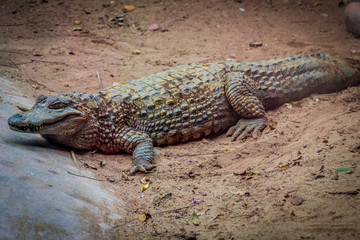 cocodrilo en cautiverio de zoológico 
