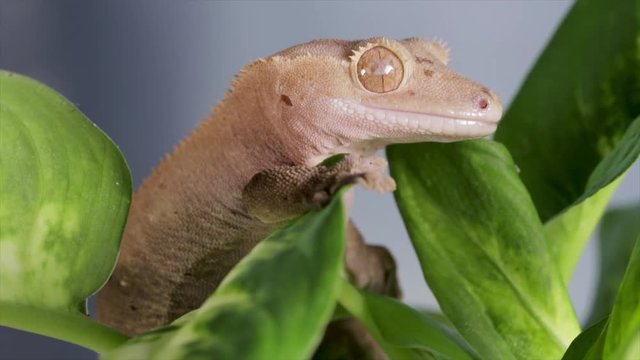 Lizard close up hiding in tree leaves. Reptile life. Cute brown lizard hanging out in the rain forest. Portrait of a reptile.