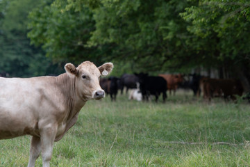 White crossbred heifer with herd out of focus in background