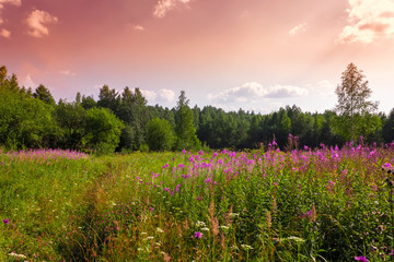 Naklejka premium Summer meadow landscape with green grass and wild flowers on the background of a forest.
