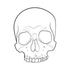 Vector of Skull Illustration Black and White