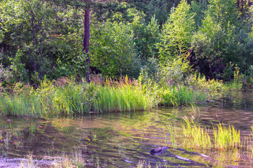 Summer landscape on the shore of a forest lake with clear transparent blue water.