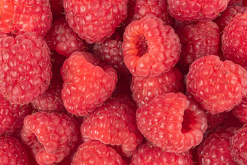 Red Raspberries background. Organic Raspberries close-up 