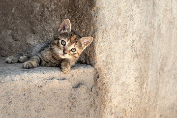 Small stripped kitten. Rural small cat waiting to play