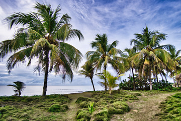 Fototapeta na wymiar Coconut tree and green grass on the tropical beach. landscape by the beach.