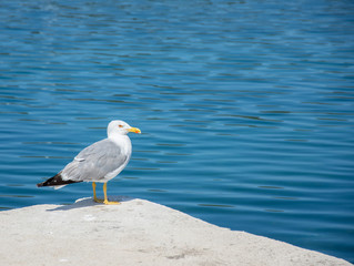 One seagull standing on the concrete pier with the background of clear Adriatic sea. Outdoor bright photo with space for text.