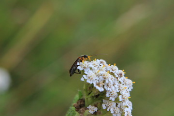 beetle on flower