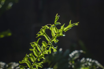 plantas, folhas, quintal