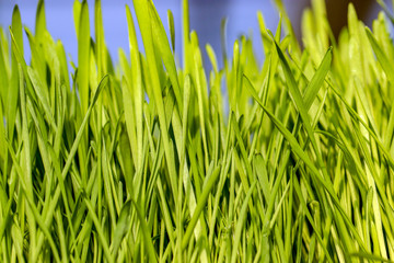 Horizontal image of the bright green blades of 