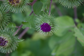 Distel