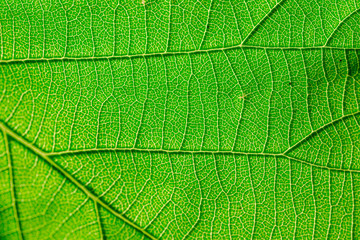 texture of green leaf