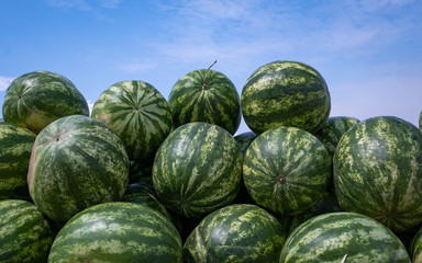 Harvest of ripe watermelons in the dry grass.