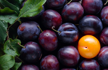 Ripe juicy plums with leaves.