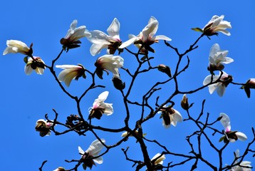 branches with white magnolia flowers