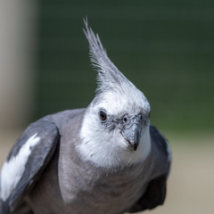 Cockatiel Nymphicus hollandicus Perched on a Tree Stump