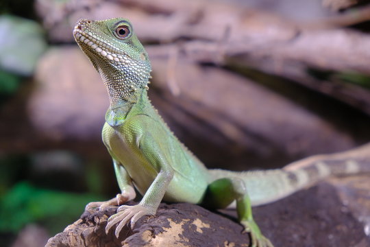 Physignatus cocincinus, chinese dragon water