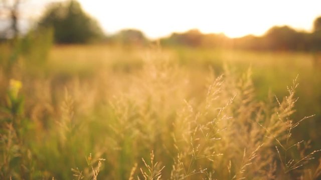 Beautiful green and golden sunny grass growing in countryside meadow at sunset or sunrise time. Backlit of sun through transparent leaves of plants. Woman touching fluffy wildgrass.