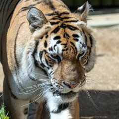 Close Up Portrait of a Magnificint Bengal Tiger