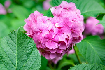 Flowers pink hydrangea. Branches of pink hydrangea. Flower background.