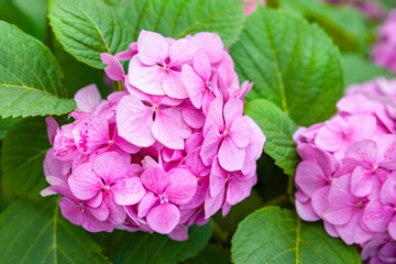 Hydrangea flowers. Branches of the beautiful pink hydrangea. Flower background.