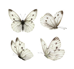 Set - four beautiful white butterflies Pieris napi with black spots and streaks in different poses...