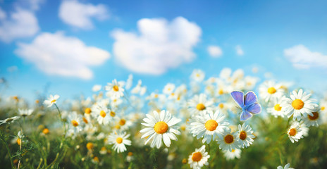 Chamomiles daisies macro in summer spring field on background blue sky with sunshine and a flying butterfly , panoramic view. Summer natural landscape with copy space.