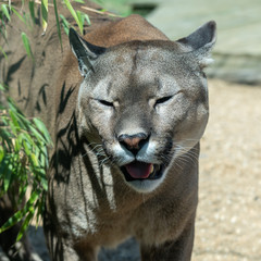 Close Up of a Beautiful Puma