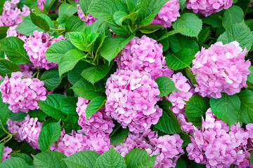 Flowers pink hydrangea. The bush of flowering pink hydrangea. Flower background.