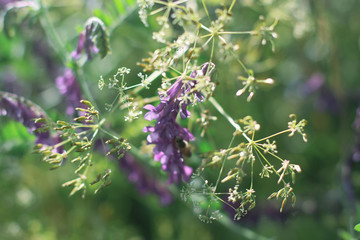 Poppy Wildflower Fields
