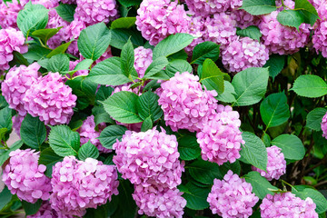Flowers pink hydrangea. The bush of flowering pink hydrangea. Floral wallpaper for creativity.