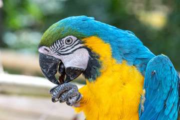 Blue and Yellow Macaw Perched in a Tree