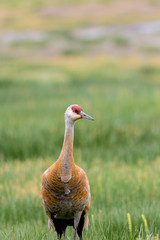 Sandhill Crane
