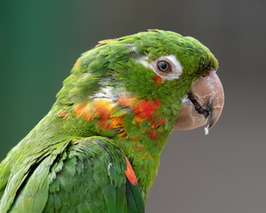 Close Up Green Mitred Conure