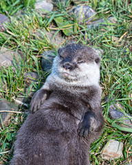 Otter Fast Asleep on its Back on Grass