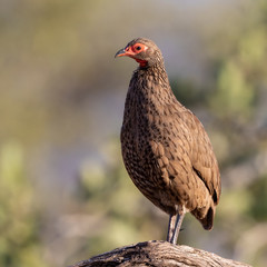 One swainson's francolin standing on a branch in Kruger National Park in South Africa