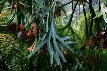 Staghorn Ferns Or Elkorn Ferns, Platycerium Bifurcatum Leaves Close-Up